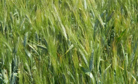 В Україні завершено сівбу ярих зернових культур
