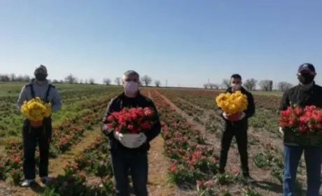 У Херсонській області фермер вирішив пожертвувати плантації тюльпанів медикам