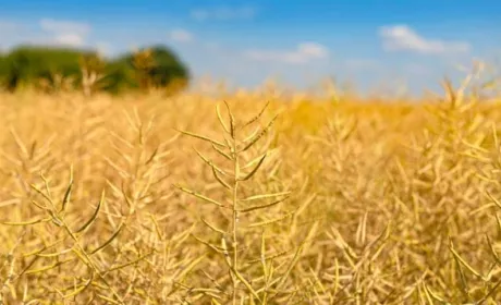 Десикація посівів зернових культур і ріпаку