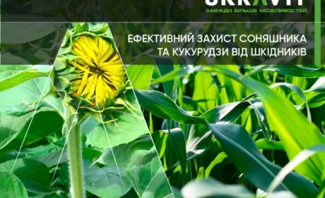 Ефективний захист соняшника та кукурудзи від шкідників