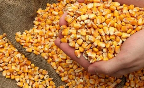 Українська кукурудза занадто дешева на світових ринках, – аналітики