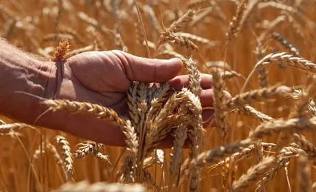 Урожай ранніх культур на Львівщині зріс на 5% порівняно з минулим роком