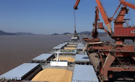Рекордний урожай на підході: що буде з цінами на продукти