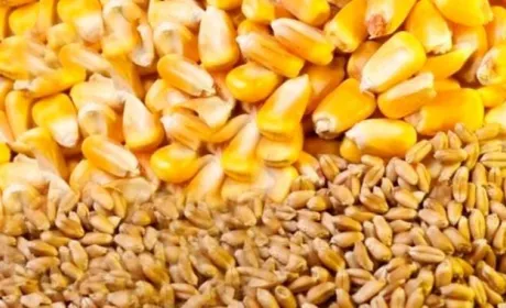 USDA оновив прогноз виробництва та експорту пшениці й кукурудзи