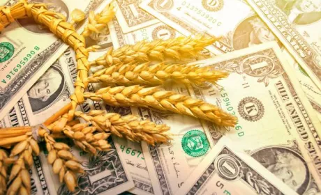 Внаслідок експорту зерна дешевше ринкової ціни Україна втратила $550 млн валютної виручки