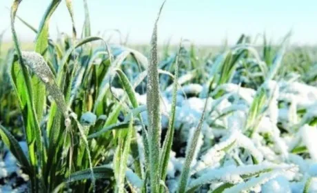 У першій половині перезимівлі озимих негативного впливу погодних факторів на рослини не відмічали, — НААН
