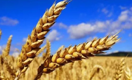 Ініціатива з безпечного транспортування агропродукції через Чорне море продовжена ще на 120 днів