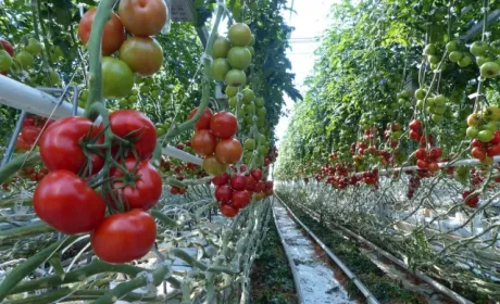 У Великобританії на 320 тисяч фунтів згнило продукції в теплицях у найбільшого постачальника овочів закритого ґрунту