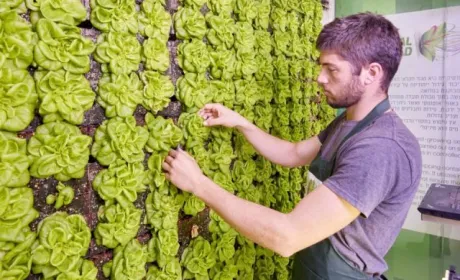 Вертикальні установки для вирощування зелені з'являться в українських супермаркетах Varus