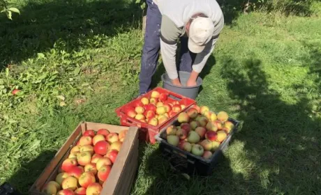 В Ужгородському районі всі охочі можуть назбирати яблук у відкритому саду