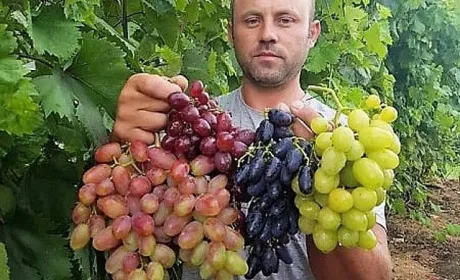 Виноградини — як яблука, грона — як кавуни. Такі ягоди виростають у фермера з Хмельниччини