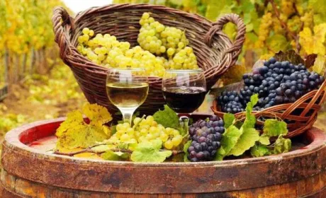 Україні загрожує втрата внутрішнього ринку винопродукції, — ННЦ