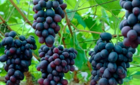 Виноградарі України цьогоріч недоберуть до 50% врожаю