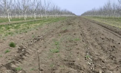На Одещині закладають нові горіхові сади