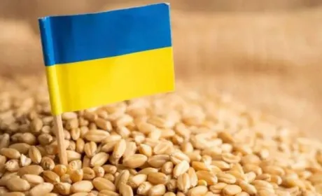 Аграрії закликали уряд врегулювати експорт агропродукції