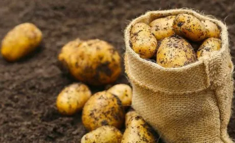 Європейські фермери можуть відмовитись від вирощування картоплі у новому сезоні