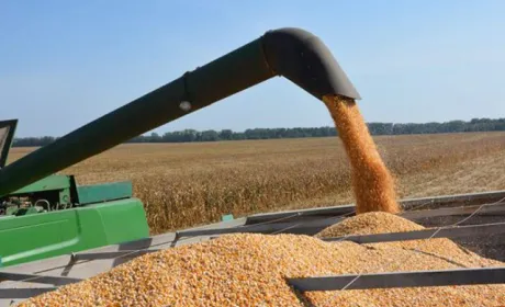 Хмельниччина продовжує утримувати лідерство за врожайністю зернових культур