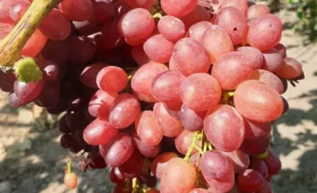 На Хмельниччині господар вирощує 200 сортів винограду з різних куточків світу