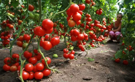 Компанія Agrofusion збільшила експорт до ЄС у 30 разів