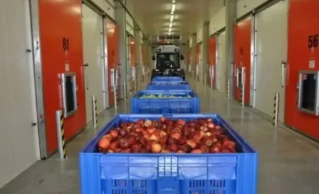 В контрольованих умовах яблука можуть зберігатись кілька років