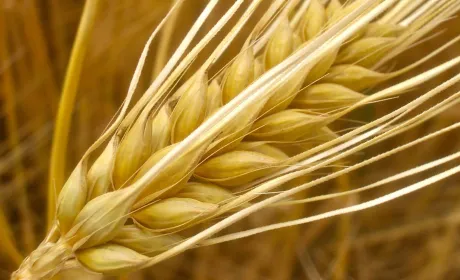 Напружений світовий баланс ячменю підвищив ціни в Україні на 40%