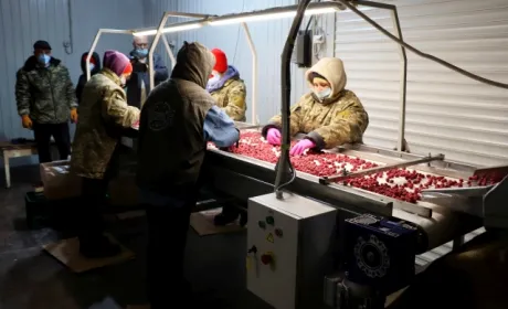 Українські фермери готові платити сезонним робітникам у півтора рази більше, ніж іноземні