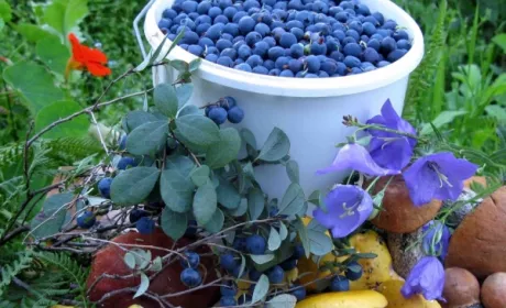 Нідерланди зацікавлені в українських нішевих продуктах