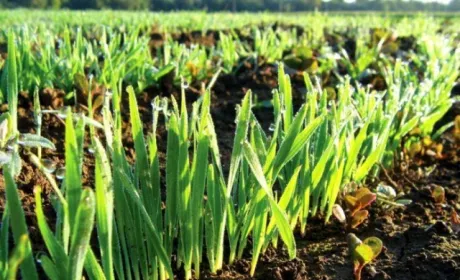 Прискорення сівби та прогнози опадів обвалили ціни на зерно