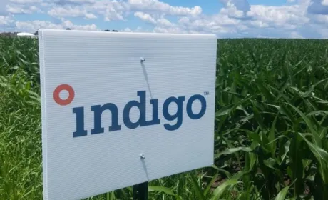 Indigo Agriculture та Міжнародна фінансова корпорація оголошують про партнерство щоб дослідити можливості розвитку вуглецевого землеробства в Україні