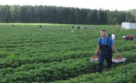 Уряд розглядатиме кожен запит щодо сезонних працівників із України окремо