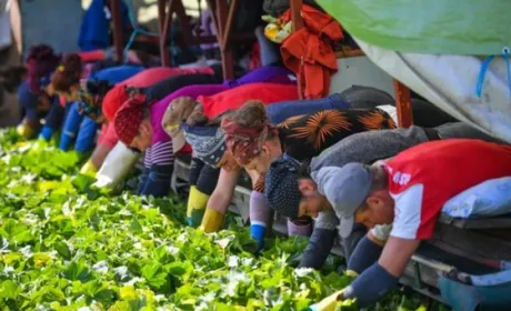 У Європі нікому збирати фрукти