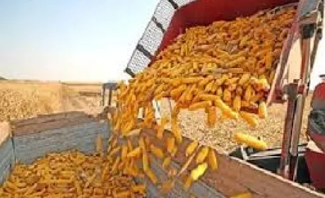 ДПЗКУ розпочала приймання кукурудзи врожаю 2018 року