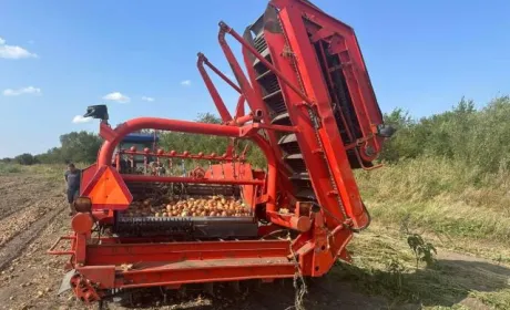 Через брак працівників доводиться збирати овочі комбайнами
