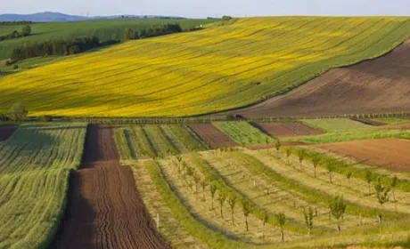 Земельним аукціонам три роки: скільки заробили організатори