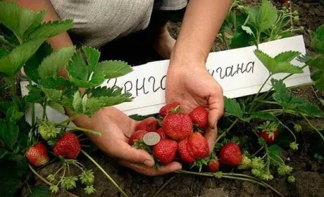 Європейські інвестори готові співфінансувати закладку плантацій суниці під заморозку в Україні