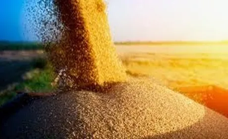 Попри дощі та буревії, в Запорізькій області очікують високий урожай