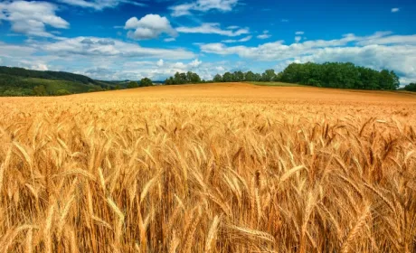 Україна може вдвічі збільшити врожайність пшениці — експерт