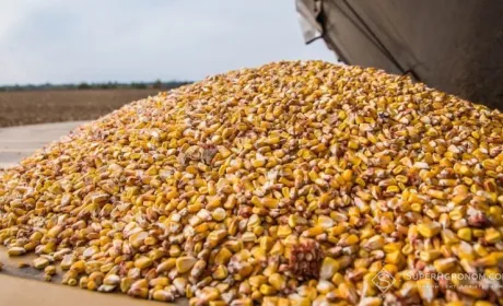 У 2021/22 МР країни Близького Сходу втричі збільшили імпорт української кукурудзи