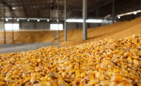 Станом на 15 грудня п.р. Україна експортувала 8 млн тонн кукурудзи