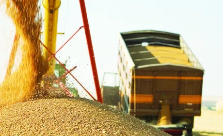 Врожай зерна на Житомирщині зріс на 26%