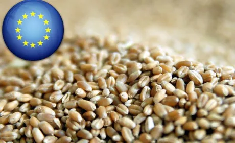 Озвучені перші підсумки врожаю зернових в ЄС