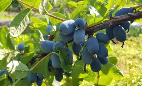Названо найурожайніший сорт жимолості