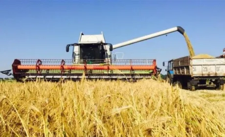 В Мінагрополітики розповіли про хід збирання врожаю зернових
