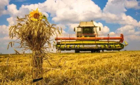 Жнива на Кіровоградщині завершені, але зерно продавати не поспішають