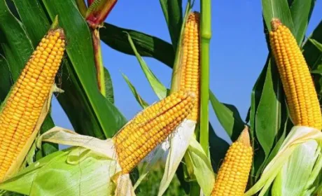Зменшення посівів кукурудзи у 2023 році залежатиме від цін на неї