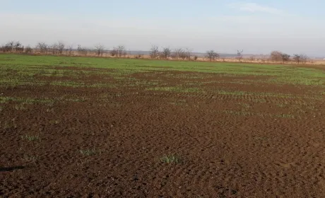 Осіння вегетація озимих в Україні була доволі складною, — НААН