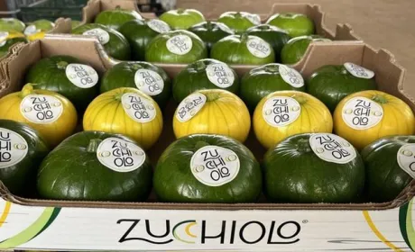 Zucchiolo: новий тепличний овоч для європейського ринку