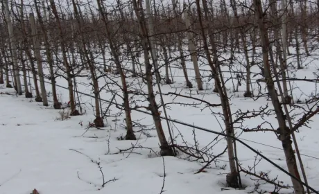 Лютневі морози пошкодили багаторічні насадження