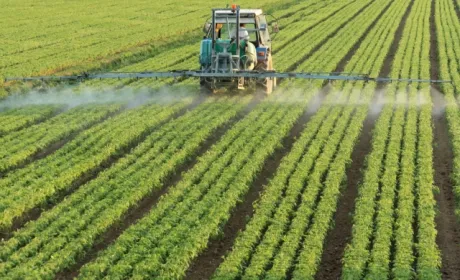 Хлорпірифос потрапив під заборону використання в окремих штатах США