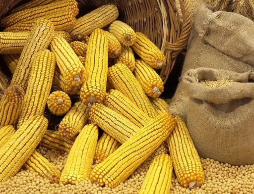 Аналітики прогнозують зниження цін на кукурудзу